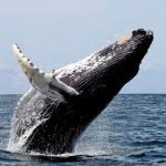 Océano y Clima: por qué necesitamos más ballenas