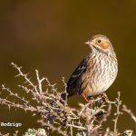 AVES DE CHILE