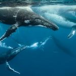 La Matriarca y los de dos colas [*]