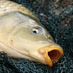 Carpas en lagunas urbanas: la amenaza silenciosa que daña el ecosistema