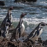El Pingüino de Humboldt: Más que un símbolo, una urgencia de conservación