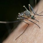 Nubes de zancudos en el Biobío: no es plaga, pero sí una señal de alerta ambiental