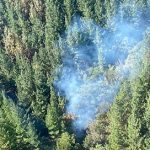 “No cualquier fomento forestal”: AIFBN responde a opinión de presidente del Colegio de Ingenieros Forestales