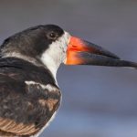 AVES DE CHILE