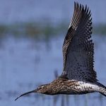 Más que «zonas húmedas»: La degradación ambiental amenaza la migración de aves