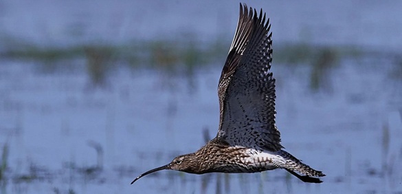 Más que «zonas húmedas»: La degradación ambiental amenaza la migración de aves