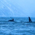 ¿Orcas asesinas? Las especies marinas “peligrosas” que habitan Chile y que en realidad no representarían una amenaza