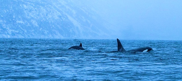 ¿Orcas asesinas? Las especies marinas “peligrosas” que habitan Chile y que en realidad no representarían una amenaza