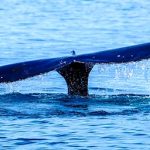 ¿Qué atrae a las ballenas a las costas del Biobío? Fenómeno en Hualpén revela riqueza marina de la zona