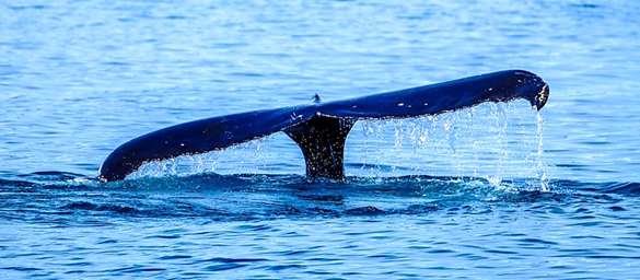¿Qué atrae a las ballenas a las costas del Biobío? Fenómeno en Hualpén revela riqueza marina de la zona