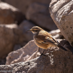 AVES DE CHILE