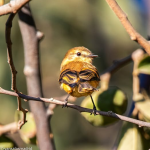 AVES DE CHILE