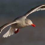 AVES DE CHILE
