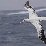 El gigante de los mares del sur: el aviador que nunca se cansa