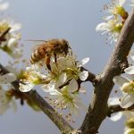 Día Mundial de las Abejas: el silencioso trabajo que sostiene la vida en el planeta