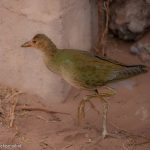 AVES DE CHILE