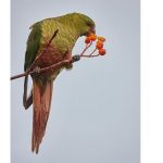 AVES DE CHILE