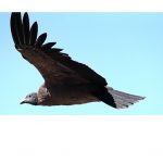 Día Internacional del Cóndor: el símbolo que identifica a Chile y cuya conservación es clave para el equilibrio de los ecosistemas