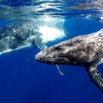 Día Mundial de las Ballenas y los Delfines: por qué Chile es uno de los países clave para proteger a estas especies