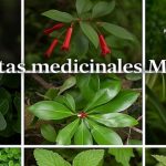 El poder de las aguas de hierbas
