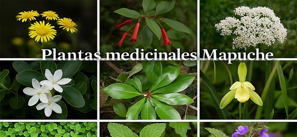 El poder de las aguas de hierbas