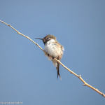 AVES DE CHILE