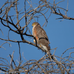 AVES DE CHILE