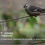 AVES DE CHILE