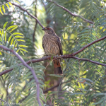 AVES DE CHILE