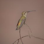 AVES DE CHILE