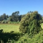 “SALVEMOS LOS HUMEDALES Y LAGUNAS DE LA CORDILLERA DE NAHUELBUTA” [*]